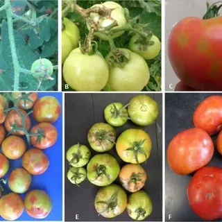 thumbnail for publication: Tomato Brown Rugose Fruit Virus (ToBRFV): A Potential Threat for Tomato Production in Florida